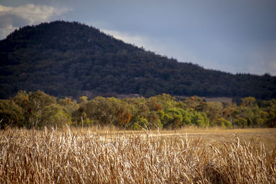 Scenic view of field against sky