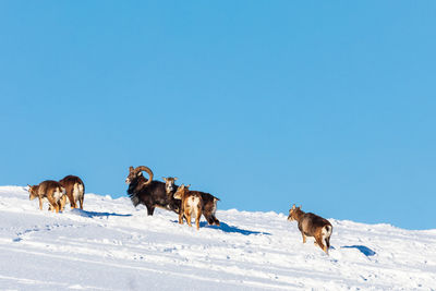 Horses on snow covered landscape against clear sky