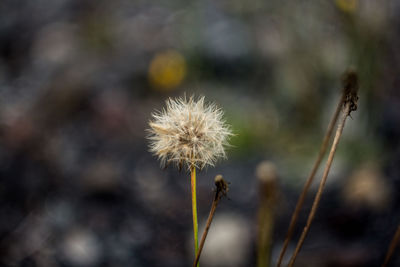 Close-up of flower against blurred background