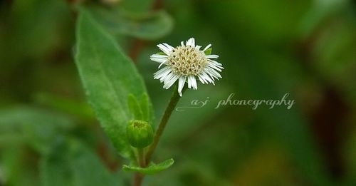 Close-up of flower blooming outdoors