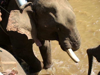 Low section of woman standing in water