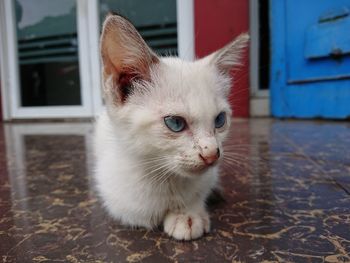 Close-up of cat