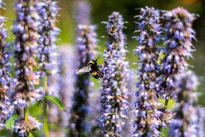 Close-up of bee pollinating on fresh purple flower