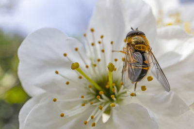 Close-up of insect on white flower