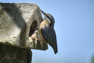 Low angle view of bird perching on a tree