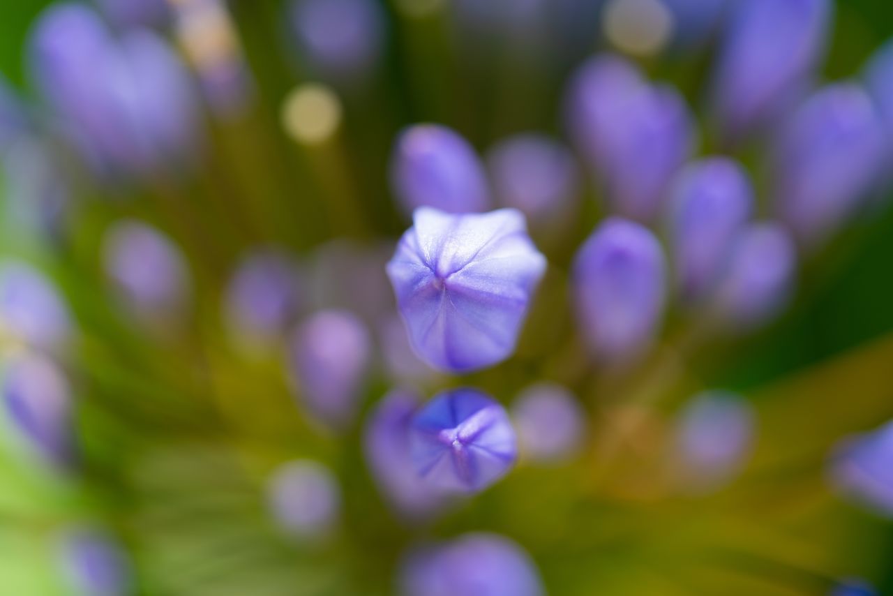 CLOSE-UP OF PURPLE FLOWERING PLANTS AGAINST BLUE SKY