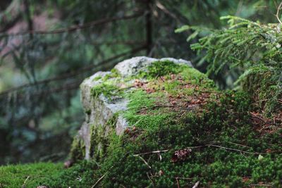 Close-up of moss growing on rock