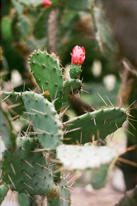 Close-up of prickly pear cactus