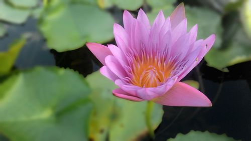 Close-up of pink water lily