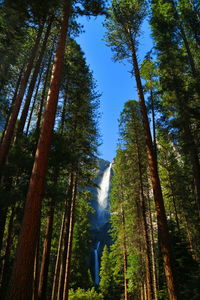 Low angle view of trees in forest