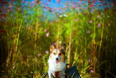 Portrait of pembroke welsh corgi sticking out tongue against plants