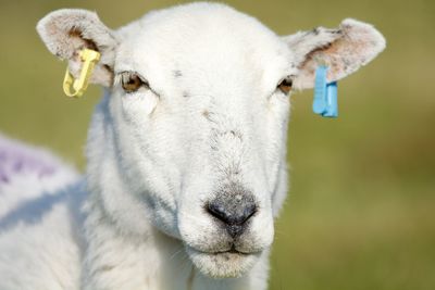 Close-up of goat