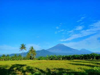 Scenic view of field against blue sky
