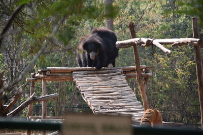 Monkey on wood against trees