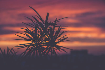 Low angle view of silhouette plants against romantic sky at sunset