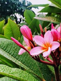 Close-up of raindrops on pink flowering plant