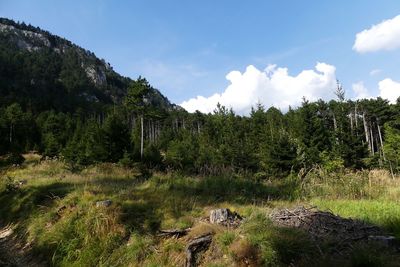 Scenic view of forest against sky