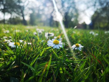 Close-up of white daisy flowers on field