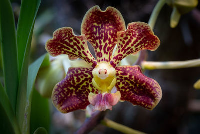 Close-up of pink orchid