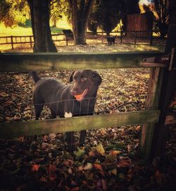 View of dog by fence during autumn