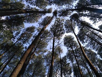 Low angle view of trees in forest