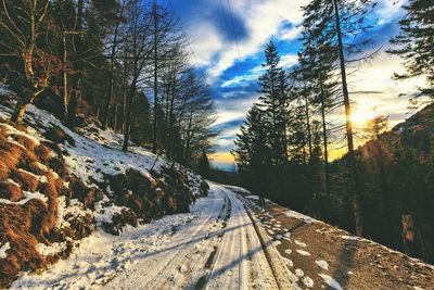 Empty road amidst trees against sky during winter