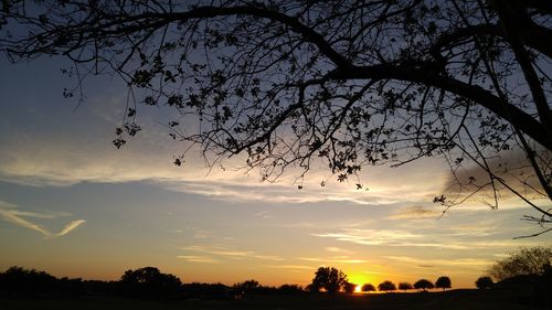 Silhouette of tree at sunset