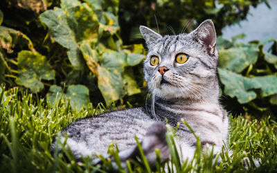 Cat looking away in field