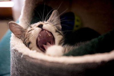 Close-up of cat yawning