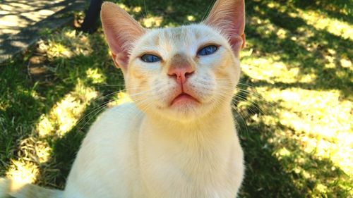 Close-up portrait of ginger cat