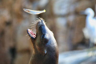 Close-up of a bird