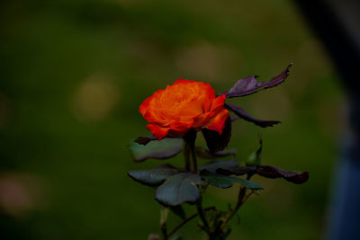 Close-up of red flowering plant