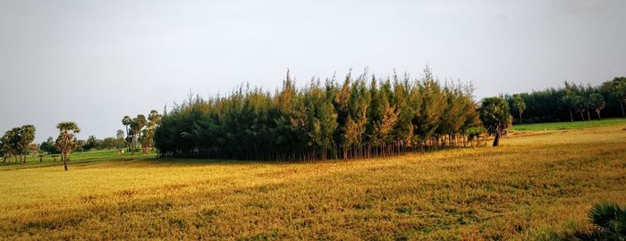 Trees on field against clear sky