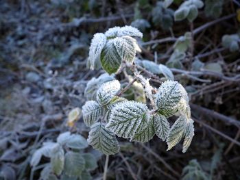 Close-up of snow on plant during winter