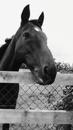 Close-up of horse by fence at stable