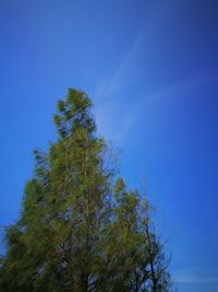 Low angle view of tree against clear blue sky