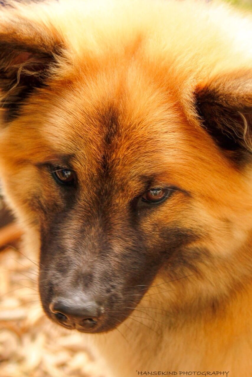 animal themes, one animal, domestic animals, dog, mammal, animal head, close-up, pets, animal body part, brown, portrait, focus on foreground, indoors, looking at camera, no people, selective focus, part of, animal hair, snout