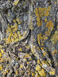 Close-up of lichen on tree trunk