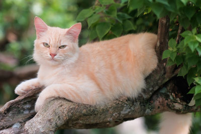 Close-up portrait of a cat