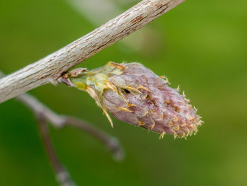 Close-up of insect on plant