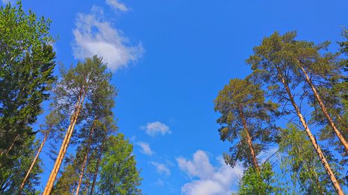 Low angle view of trees against blue sky