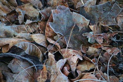 Full frame shot of dry autumn leaves