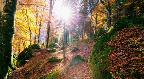 Sunlight streaming through trees in forest