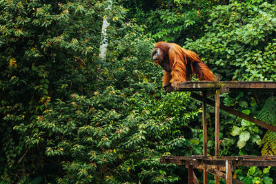 Monkey sitting in a forest