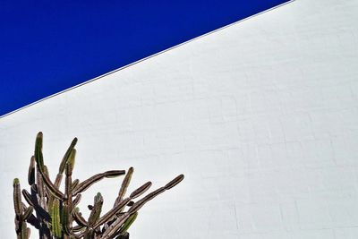 Low angle view of cactus against white building
