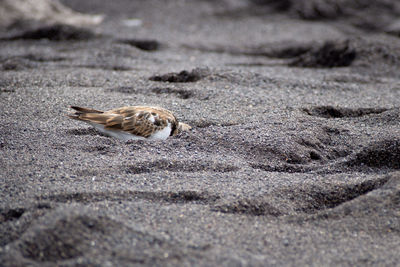 Close-up of sandpiper bird on sand