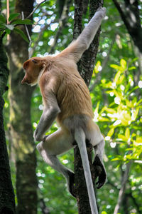 Monkey sitting on a tree