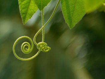 Close-up of plant