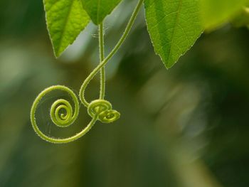 Close-up of spiral fern growing outdoors