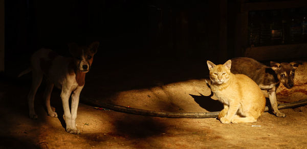 Portrait of cats